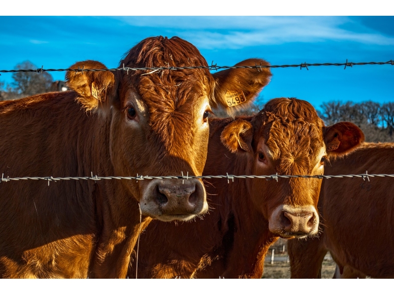 Mai putini bani pentru crescatorii de animale