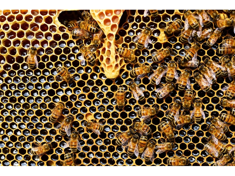 Ajutor pentru apicultorii romani din partea APIA