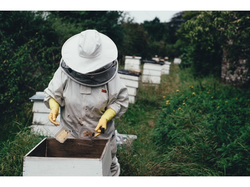 Sprijin financiar in crestere pentru apicultorii romani 