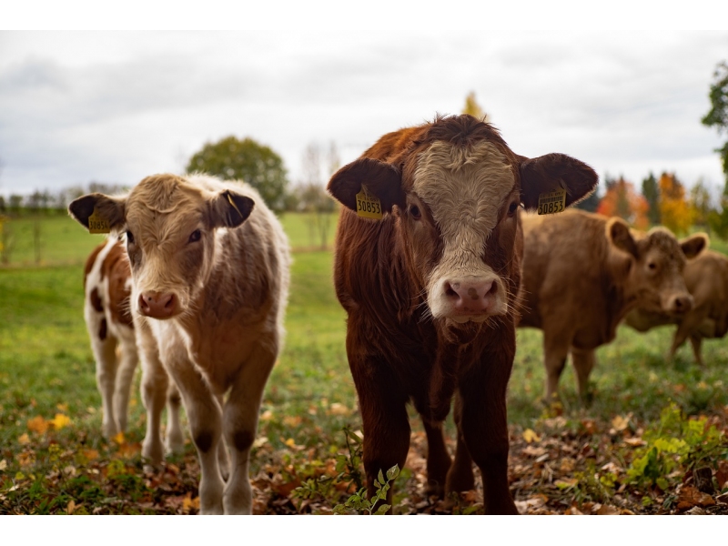 Veste buna pentru agricultorii romani: schema de ajutor de stat privind sprijinul pentru cresterea animalelor se poate prelungi