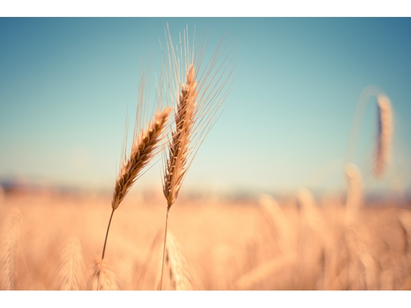 Productia de cereale pentru boabe a Romaniei a scazut cu peste 32,2%