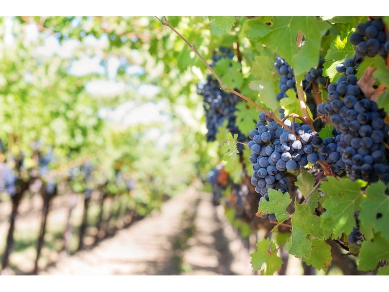 Vezi data limita pentru depunerea cererile de plata pentru asigurarea recoltelor viticole