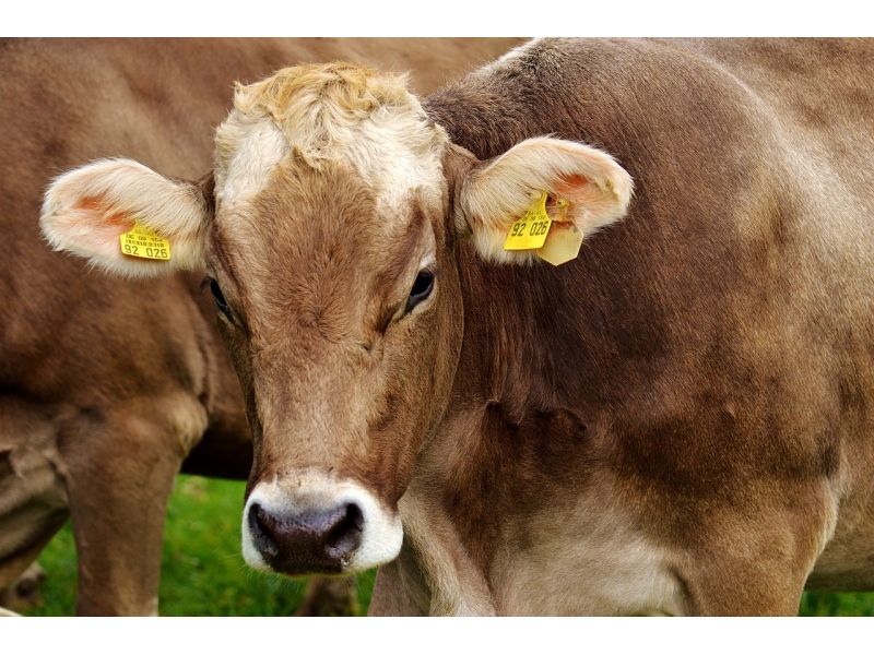 Crescatorii romani de bovine pot depune cereri de ajutor de la stat
